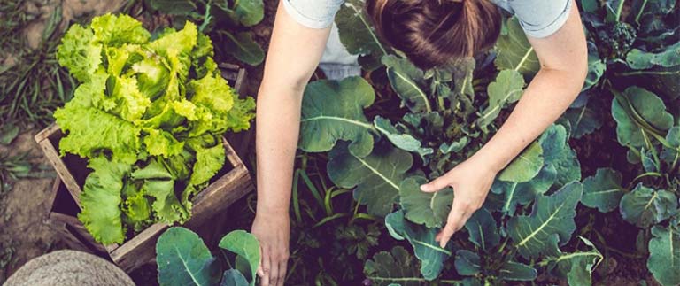 The Benefits Of Organic Produce - L'Organic