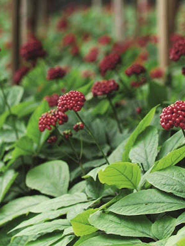 Close-up of flowering ginseng plants growing outdoors, the botanical ingredient featured in Lavera Natural & Strong Deodorant Spray.